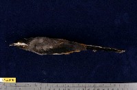 藏品(白耳畫眉)的圖片